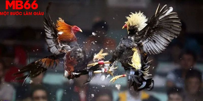 Quy luật đá gà Thomo đơn giản dễ hiểu 